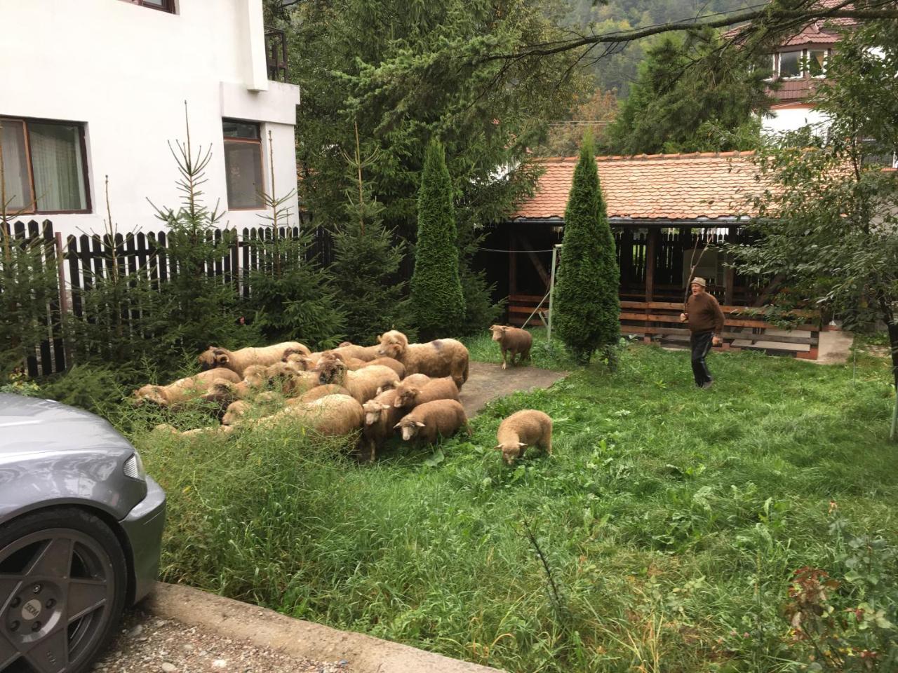 Cabana Sabrina Villa Bran  Buitenkant foto